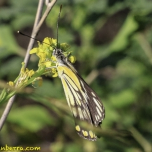 Belenois java at Majura, ACT - 31 Dec 2018