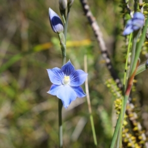 Thelymitra cyanea at Paddys River, ACT - suppressed