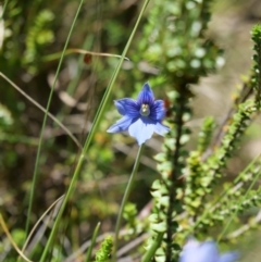 Thelymitra cyanea at Paddys River, ACT - suppressed