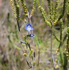 Thelymitra cyanea at Paddys River, ACT - suppressed