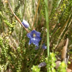 Thelymitra cyanea at Paddys River, ACT - suppressed