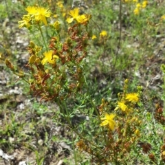 Hypericum perforatum (St John's Wort) at Carwoola, NSW - 6 Jan 2019 by Zoed