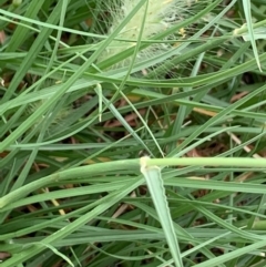 Cenchrus longisetus at Ainslie, ACT - 6 Jan 2019