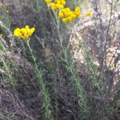 Chrysocephalum semipapposum (Clustered Everlasting) at Carwoola, NSW - 6 Jan 2019 by Zoed