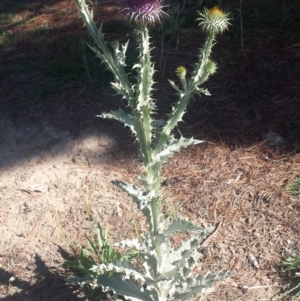 Onopordum acanthium at Carwoola, NSW - 6 Jan 2019