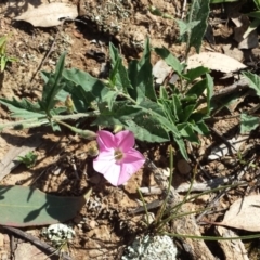 Convolvulus angustissimus subsp. angustissimus (Australian Bindweed) at Stony Creek Nature Reserve - 6 Jan 2019 by Zoed