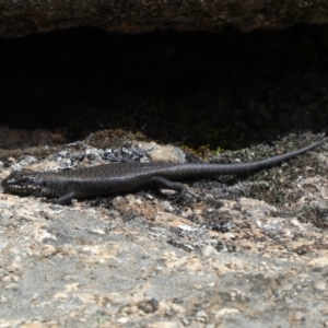 Egernia saxatilis at Cotter River, ACT - 6 Jan 2019 10:49 AM