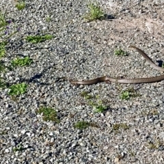 Pseudonaja textilis (Eastern Brown Snake) at Isaacs Ridge - 24 Dec 2018 by rayrich90