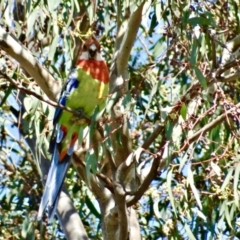 Platycercus eximius (Eastern Rosella) at Isaacs, ACT - 25 Dec 2018 by rayrich90