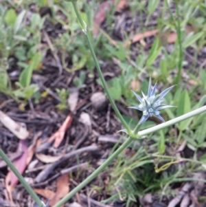 Eryngium ovinum at Carwoola, NSW - 6 Jan 2019