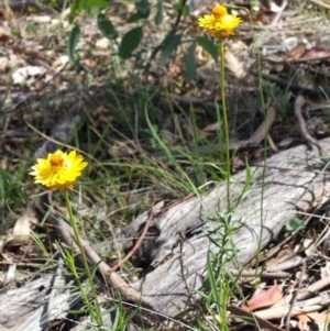 Xerochrysum viscosum at Carwoola, NSW - 6 Jan 2019 03:57 PM