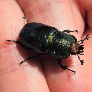 Lamprima aurata at Paddys River, ACT - 6 Jan 2019 03:39 PM