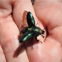 Lamprima aurata at Paddys River, ACT - 6 Jan 2019 03:39 PM