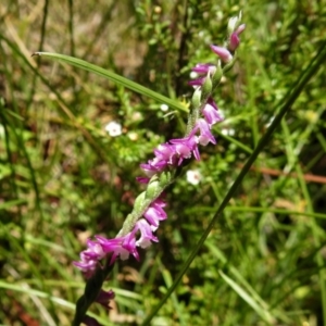 Spiranthes australis at Paddys River, ACT - 6 Jan 2019