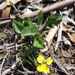 Goodenia hederacea subsp. hederacea (Ivy Goodenia, Forest Goodenia) at Carwoola, NSW - 6 Jan 2019 by Zoed