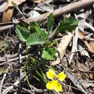 Goodenia hederacea subsp. hederacea at Carwoola, NSW - 6 Jan 2019