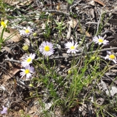 Brachyscome rigidula (Hairy Cut-leaf Daisy) at Carwoola, NSW - 6 Jan 2019 by Zoed