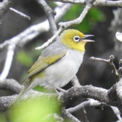 Zosterops lateralis (Silvereye) at Termeil, NSW - 3 Jan 2019 by MatthewFrawley