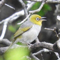 Zosterops lateralis (Silvereye) at Termeil, NSW - 2 Jan 2019 by MatthewFrawley