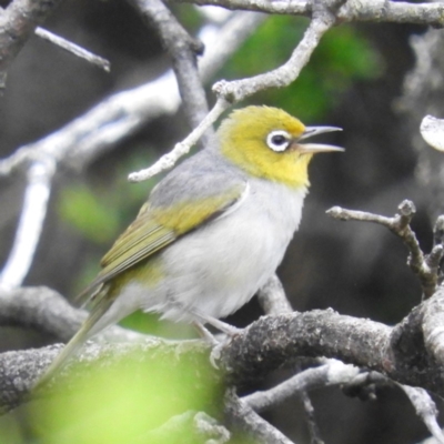 Zosterops lateralis (Silvereye) at Termeil, NSW - 3 Jan 2019 by MatthewFrawley