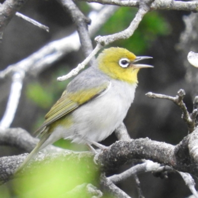 Zosterops lateralis (Silvereye) at Termeil, NSW - 2 Jan 2019 by MatthewFrawley