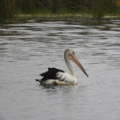 Pelecanus conspicillatus (Australian Pelican) at Bawley Point, NSW - 2 Jan 2019 by MatthewFrawley