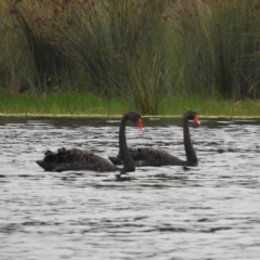 Cygnus atratus (Black Swan) at Bawley Point, NSW - 3 Jan 2019 by MatthewFrawley