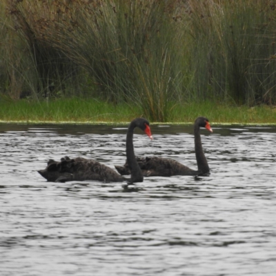 Cygnus atratus (Black Swan) at Bawley Point, NSW - 3 Jan 2019 by MatthewFrawley
