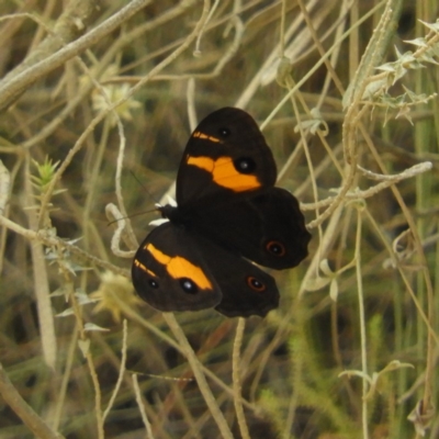 Tisiphone abeona (Varied Sword-grass Brown) at Termeil, NSW - 3 Jan 2019 by MatthewFrawley