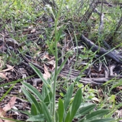 Cynoglossum australe (Australian Forget-me-not) at Carwoola, NSW - 6 Jan 2019 by Zoed