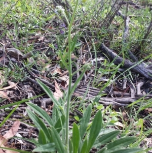 Cynoglossum australe at Carwoola, NSW - 6 Jan 2019