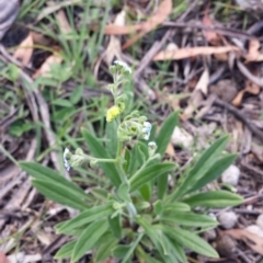 Cynoglossum australe at Carwoola, NSW - 6 Jan 2019