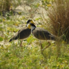 Vanellus miles (Masked Lapwing) at Bawley Point, NSW - 4 Jan 2019 by MatthewFrawley