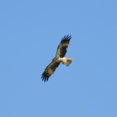 Haliastur sphenurus (Whistling Kite) at Bawley Point, NSW - 4 Jan 2019 by MatthewFrawley
