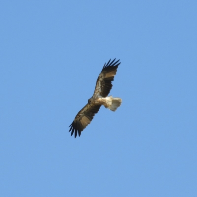 Haliastur sphenurus (Whistling Kite) at Bawley Point, NSW - 4 Jan 2019 by MatthewFrawley