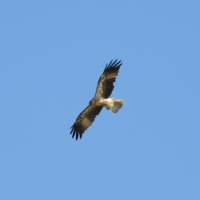 Haliastur sphenurus (Whistling Kite) at Bawley Point, NSW - 3 Jan 2019 by MatthewFrawley