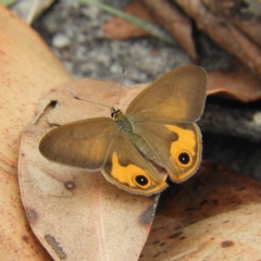 Hypocysta metirius (Brown Ringlet) at Termeil, NSW - 2 Jan 2019 by MatthewFrawley