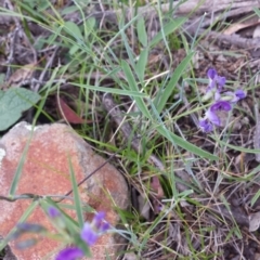 Glycine clandestina (Twining Glycine) at Carwoola, NSW - 6 Jan 2019 by Zoed