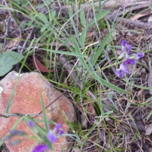 Glycine clandestina at Carwoola, NSW - 6 Jan 2019