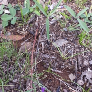 Glycine clandestina at Carwoola, NSW - 6 Jan 2019