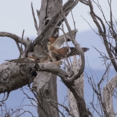 Falco cenchroides (Nankeen Kestrel) at Hawker, ACT - 5 Jan 2019 by AlisonMilton