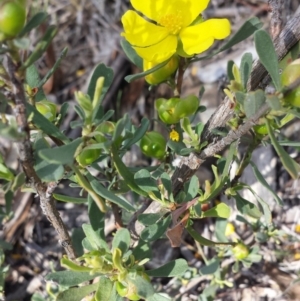 Hibbertia obtusifolia at Carwoola, NSW - 6 Jan 2019 04:23 PM