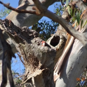 Callocephalon fimbriatum at Deakin, ACT - suppressed