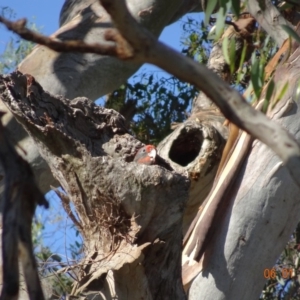 Callocephalon fimbriatum at Deakin, ACT - suppressed