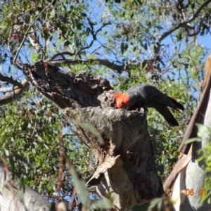 Callocephalon fimbriatum at Deakin, ACT - suppressed