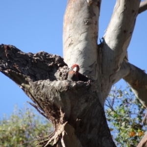 Callocephalon fimbriatum at Deakin, ACT - suppressed