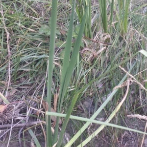 Typha domingensis at Carwoola, NSW - 6 Jan 2019