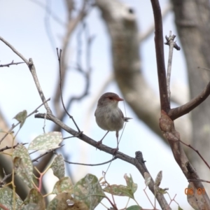 Malurus cyaneus at Deakin, ACT - 6 Jan 2019