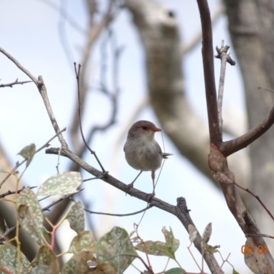 Malurus cyaneus (Superb Fairywren) at Deakin, ACT - 6 Jan 2019 by TomT