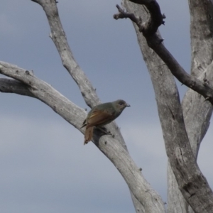 Ptilonorhynchus violaceus at Deakin, ACT - 6 Jan 2019 09:51 AM